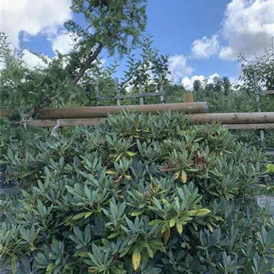 Solitär 120-140 HP24-731 1050 - Yaku-Rhododendron 'Sneezy' - Rhododendron yakushimanum 'Sneezy' - Collection