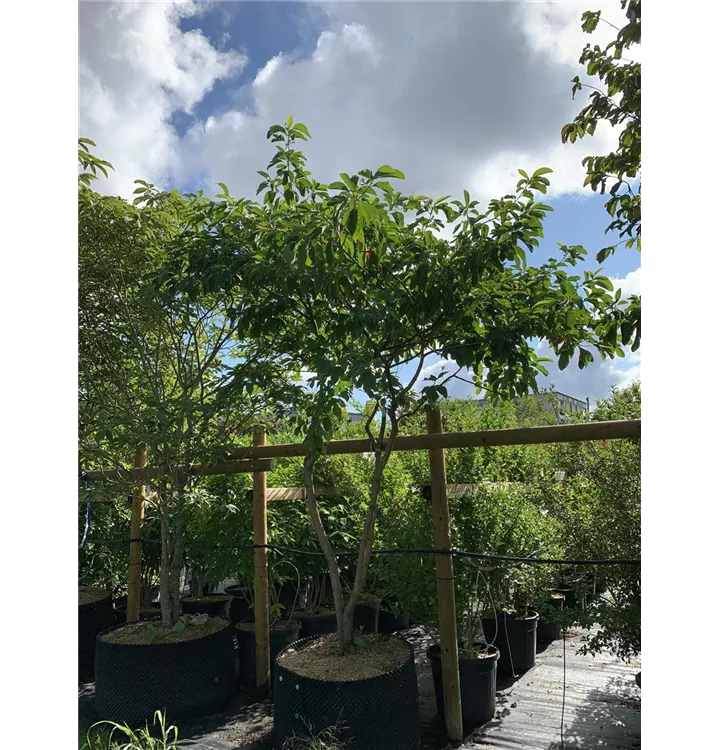 Fenchelholzbaum - Sassafras albidum - Collection