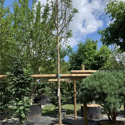 Hochstamm 18 - 20 25-631 1355 - Eberesche 'Dodong' - Sorbus 'Dodong' - Collection