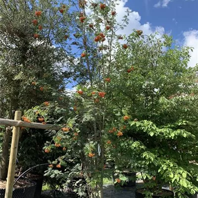 Solitär / EXC 400 - 450 25-615 1676 - Speierling - Sorbus domestica - Collection