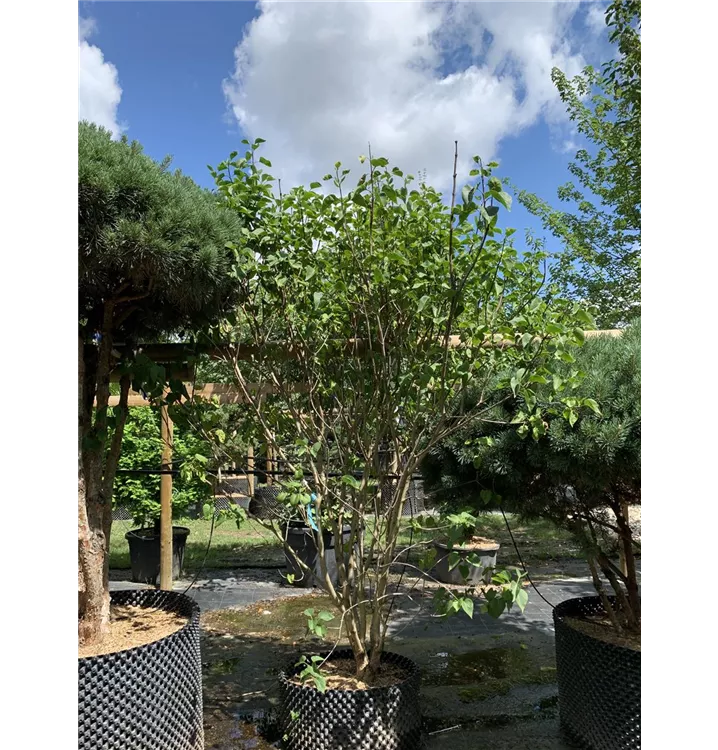 Edelflieder 'Sensation' - Syringa vulg.'Sensation' - Collection