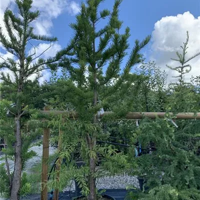 Solitär 25-577 815 - Sumpfzypresse - Taxodium distichum - Collection