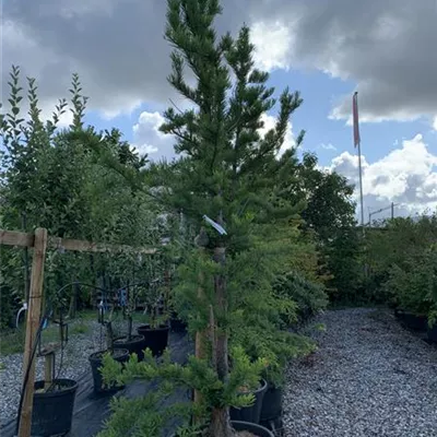 Solitär 25-576 815 - Sumpfzypresse - Taxodium distichum - Collection