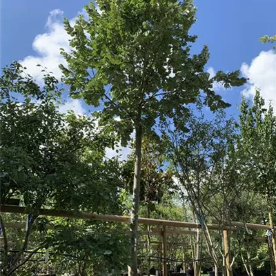 Hochstamm 35 - 40 25-136 2849 - Silberlinde - Tilia tomentosa - Collection