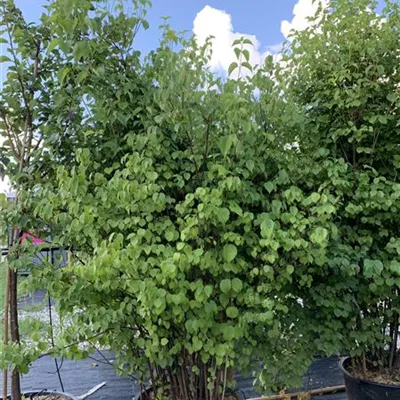 Solitär / EXC 175-200 HP24-582 337 - Gezähnter Schneeball 'Blue Muffin'® - Viburnum dentatum 'Blue Muffin'® - Collection
