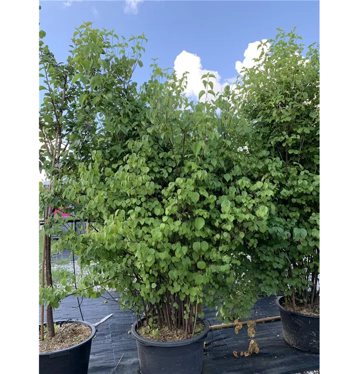Gezähnter Schneeball 'Blue Muffin'® - Viburnum dentatum 'Blue Muffin'® - Collection