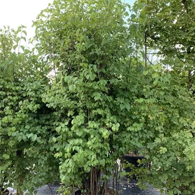 Solitär / EXC 175-200 HP24-583 337 - Gezähnter Schneeball 'Blue Muffin'® - Viburnum dentatum 'Blue Muffin'® - Collection