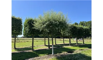 Bauer Baumschulen AG