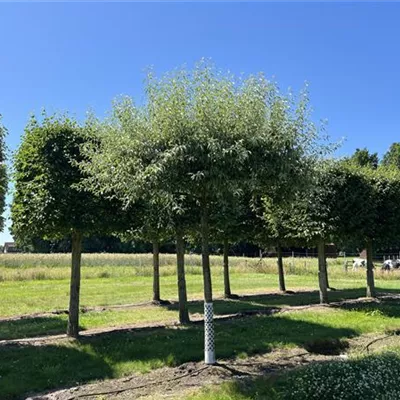 Dachform 30 - 35 25-A12 2500 - Pyrus elaeagrifolia 'Silver Sail' - Collection