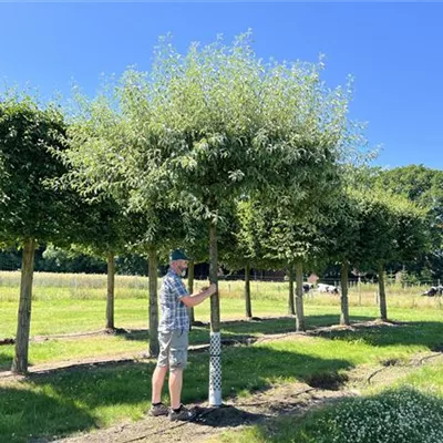 Dachform 30 - 35 25-A12 2500 - Pyrus elaeagrifolia 'Silver Sail' - Collection
