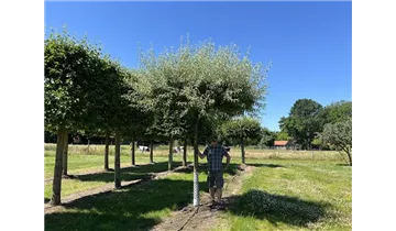 Bauer Baumschulen AG