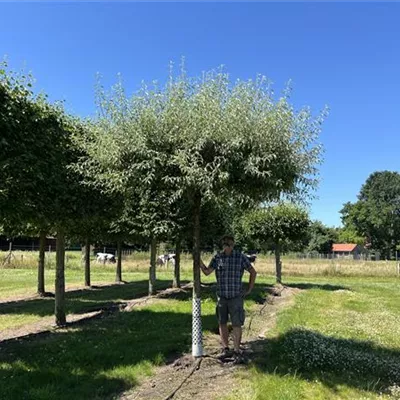Dachform 30 - 35 25-A12 2500 - Pyrus elaeagrifolia 'Silver Sail' - Collection