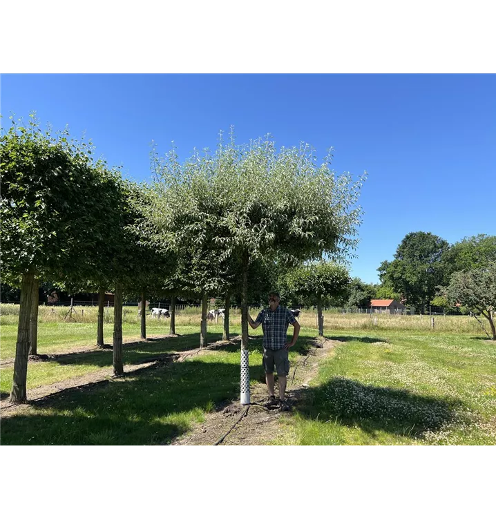 Pyrus elaeagrifolia 'Silver Sail' - Collection