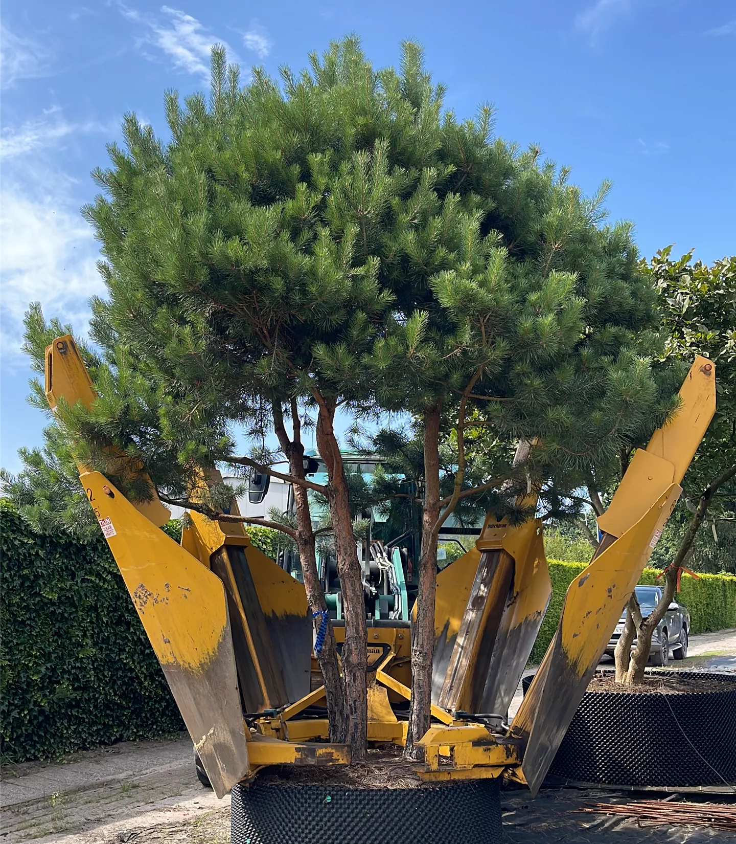 Pinus sylvestris - Collection
