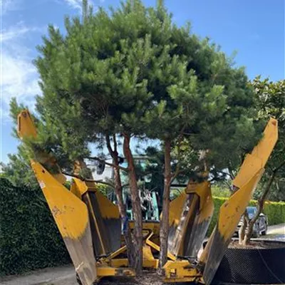 Charakterbaum H 7xv mDb 60- 70 - Kiefer - Pinus sylvestris - Collection