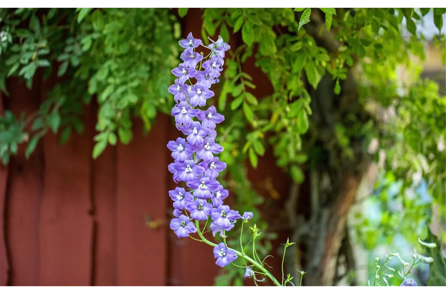 Rittersporn pflanzen: Standort, Pflege und Blütezeit (inkl. Video & Bilder)