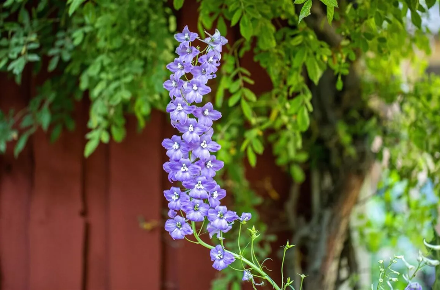 Rittersporn pflanzen: Standort, Pflege und Blütezeit (inkl. Video & Bilder)