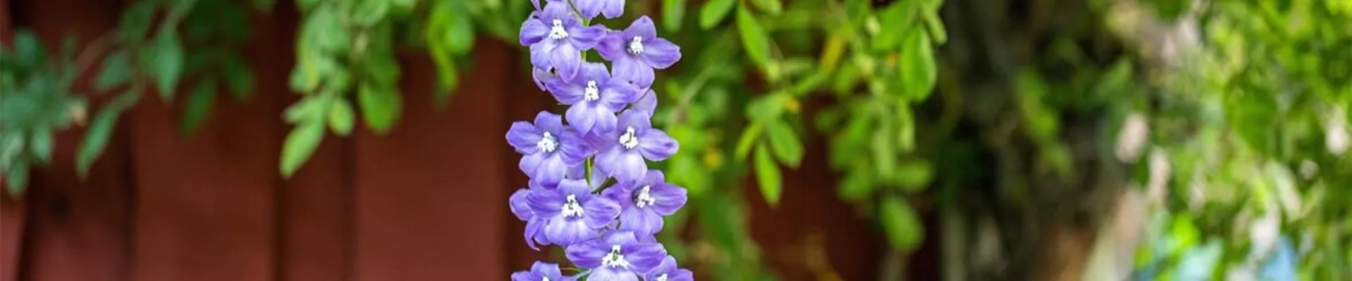 Rittersporn-pflanzen-und-pflegen