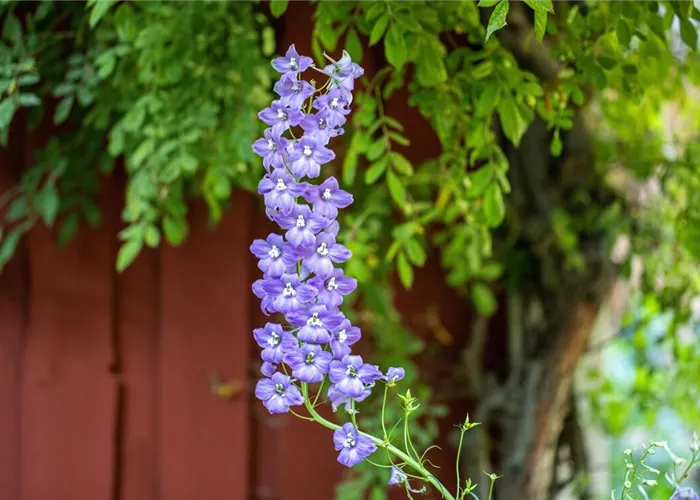 Rittersporn pflanzen: Standort, Pflege und Blütezeit (inkl. Video & Bilder)