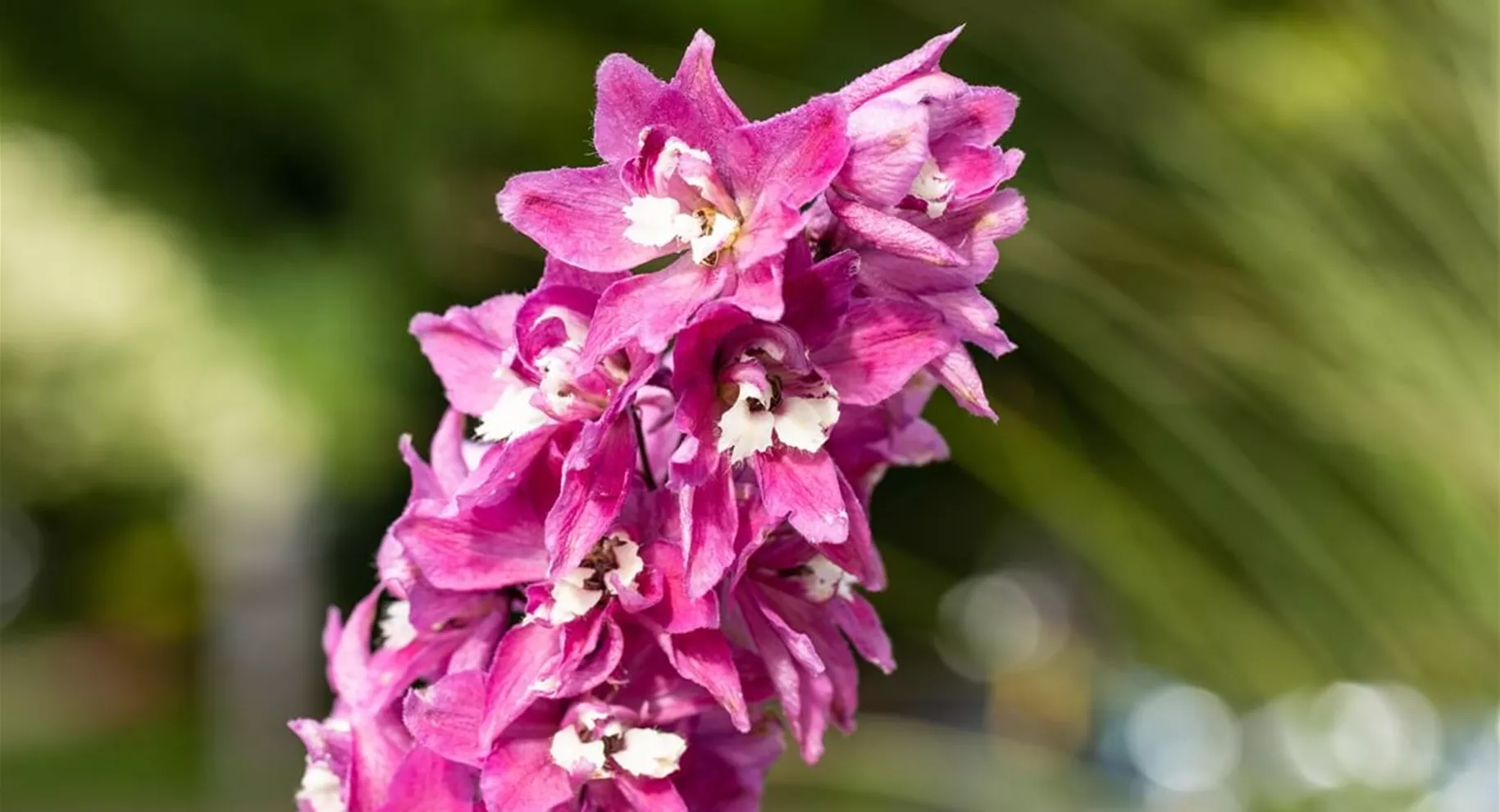Delphinium-Pflege