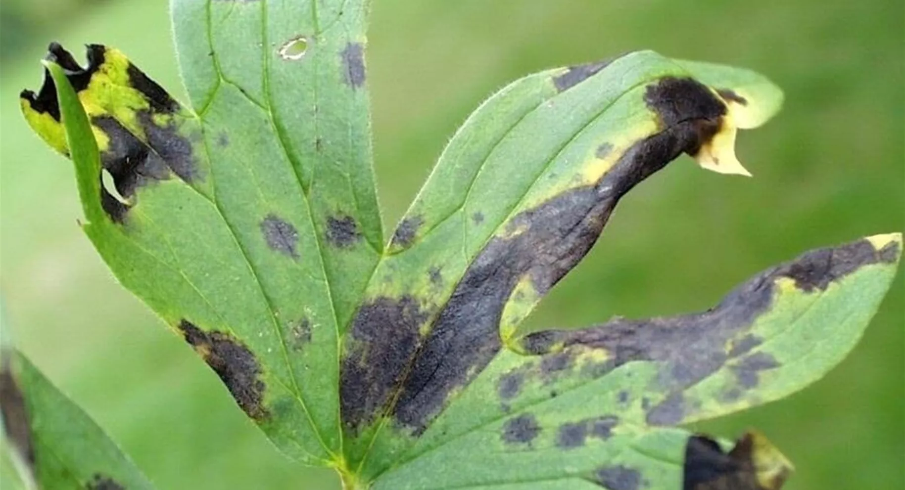 Rittersporn-Blättermit Pflanzenkrankheit
