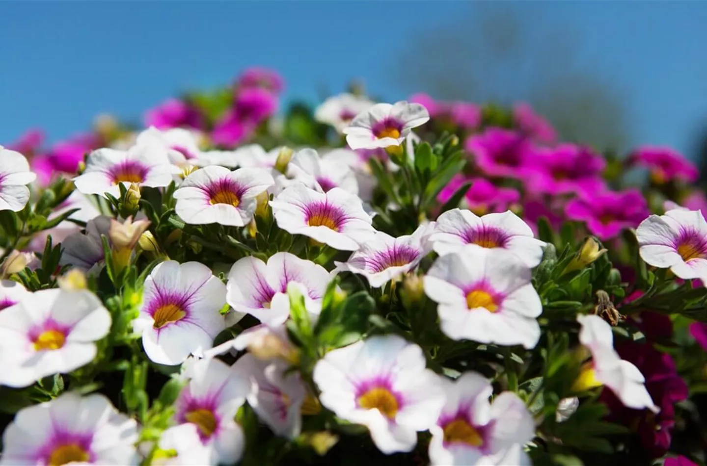 Zauberglöckchen pflanzen & pflegen (inkl. Video)