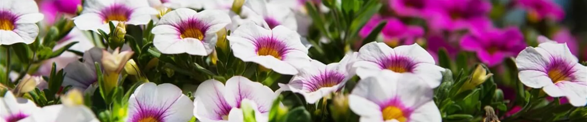 Zaubergloeckchen-pflanzen