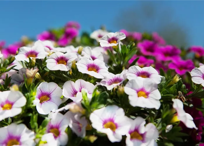 Zauberglöckchen pflanzen & pflegen (inkl. Video)