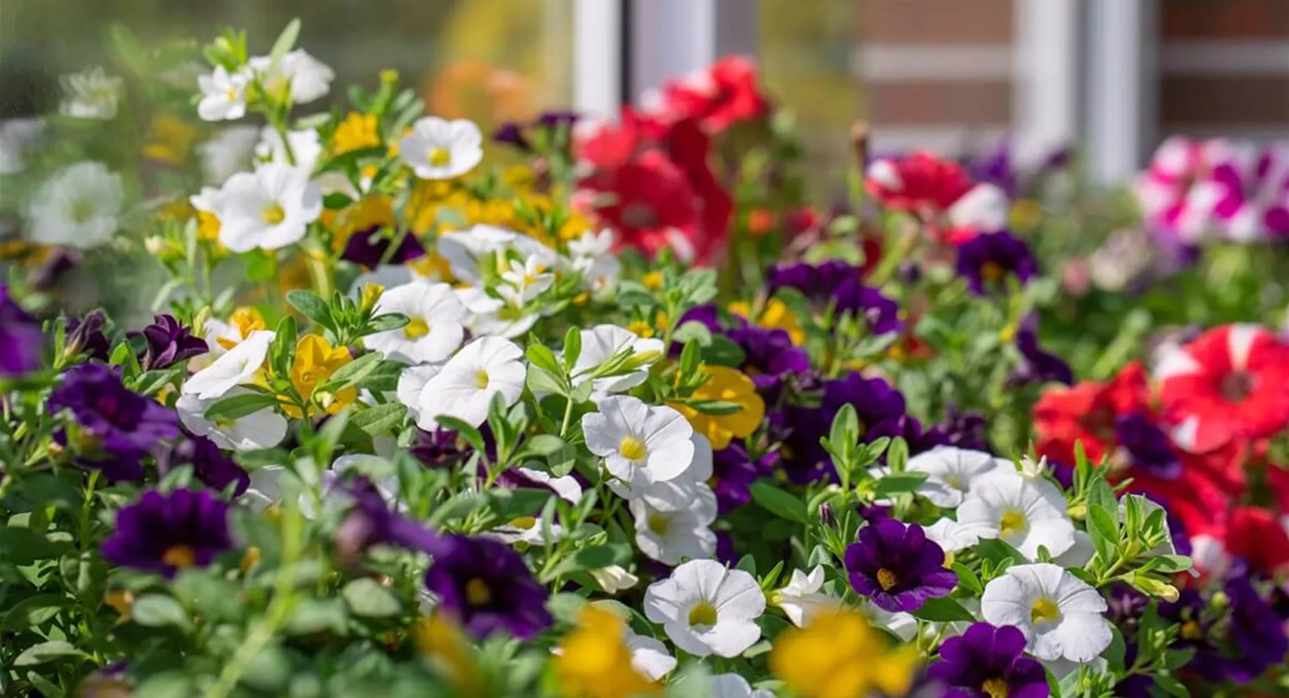Calibrachoa vermehren