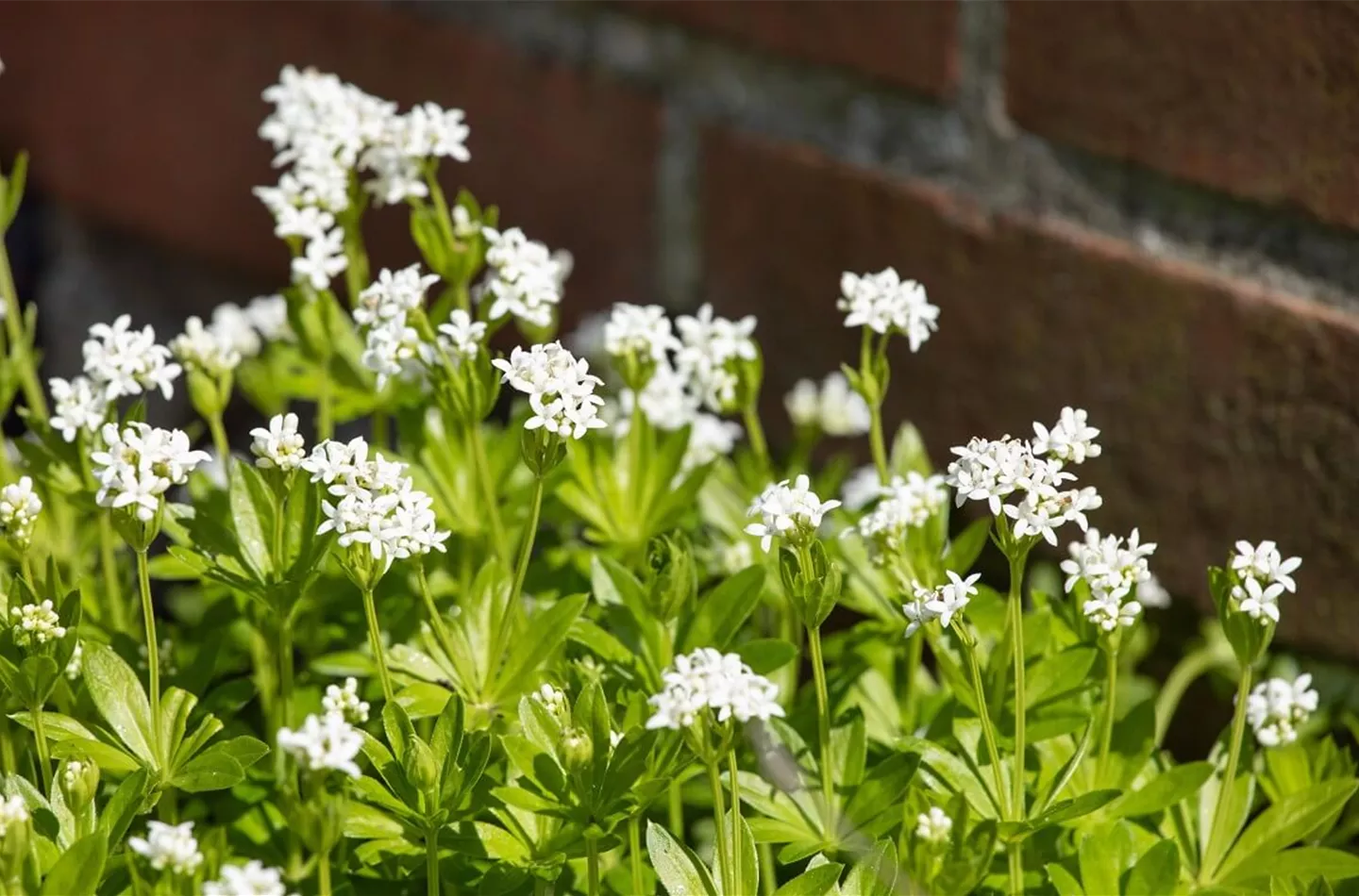 Bodendeckende Stauden und ihre Vorteile als Polsterpflanzen