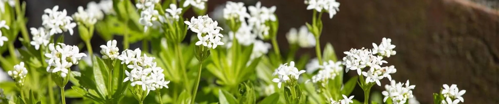 Polsterpflanzen-bodendeckende-Stauden.jpg Polsterpflanzen-bodendeckende-Stauden.jpg