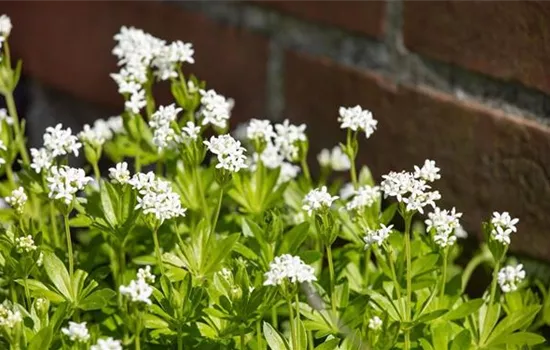 Bodendeckende Stauden und ihre Vorteile als Polsterpflanzen Bodendeckende Stauden und ihre Vorteile als Polsterpflanzen