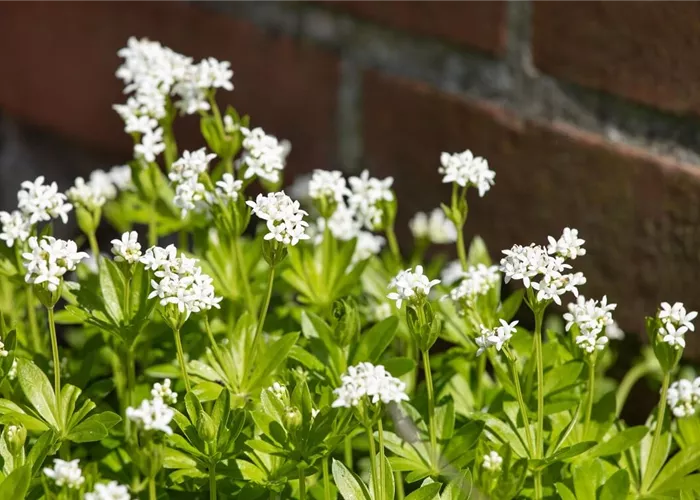 Bodendeckende Stauden und ihre Vorteile als Polsterpflanzen