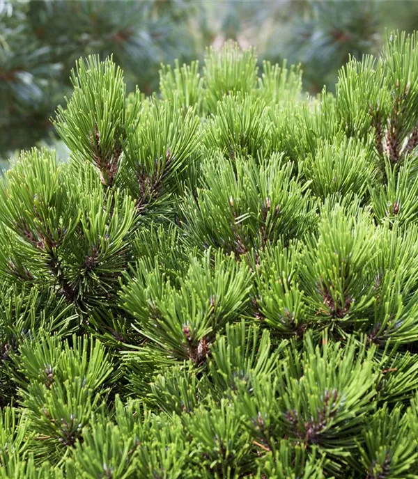 Pinus heldreichii 'Schmidtii'