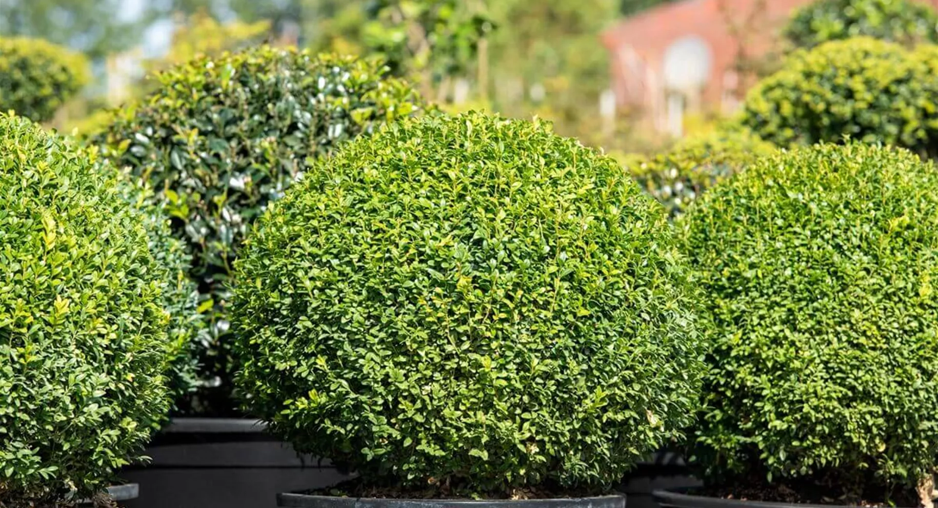 Formgehölz Buxus im Garten