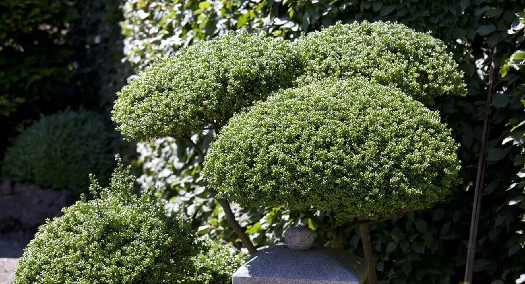 Formgehölze mit Ilex crenata