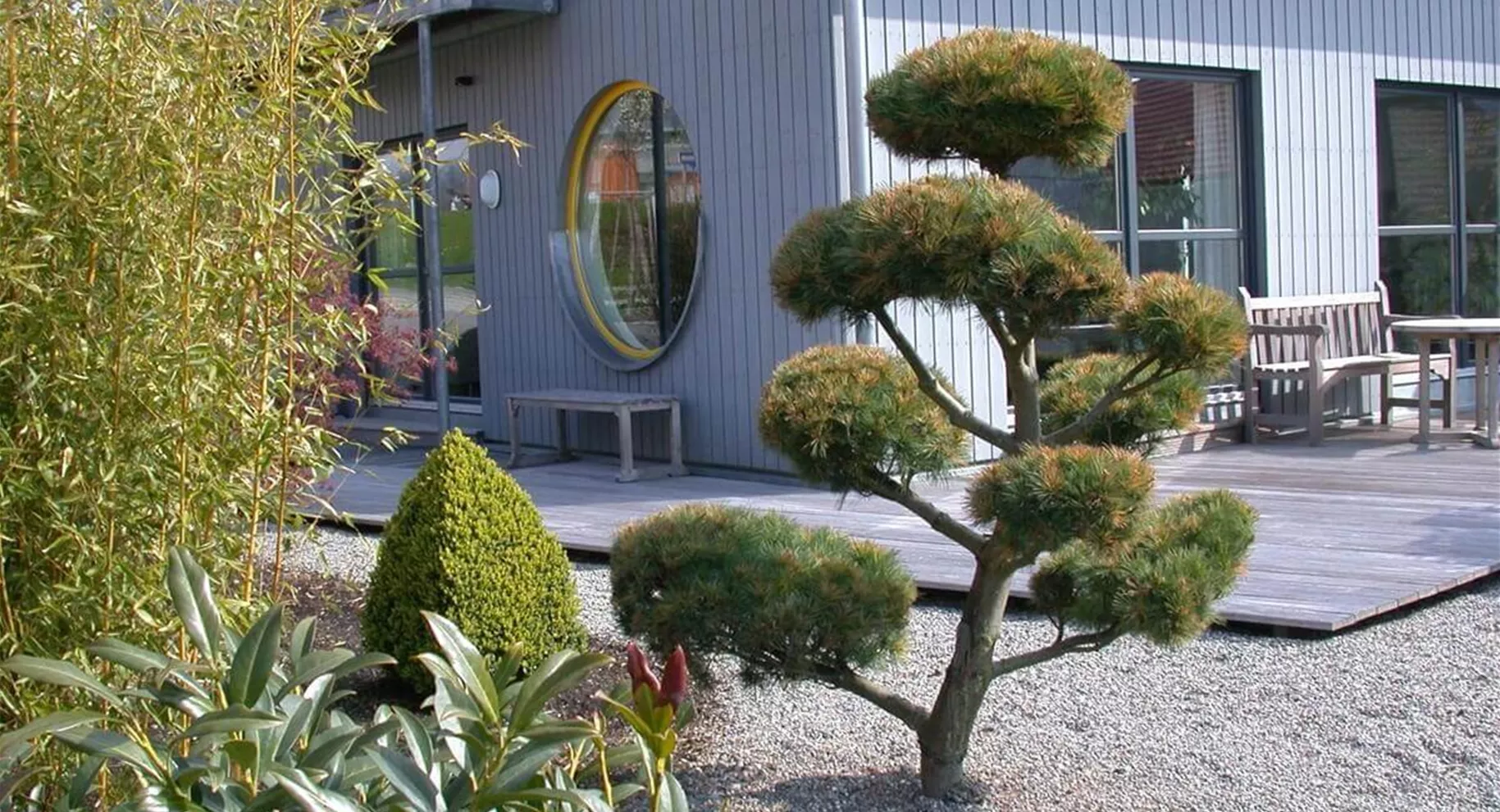 Bonsai Formgehölz