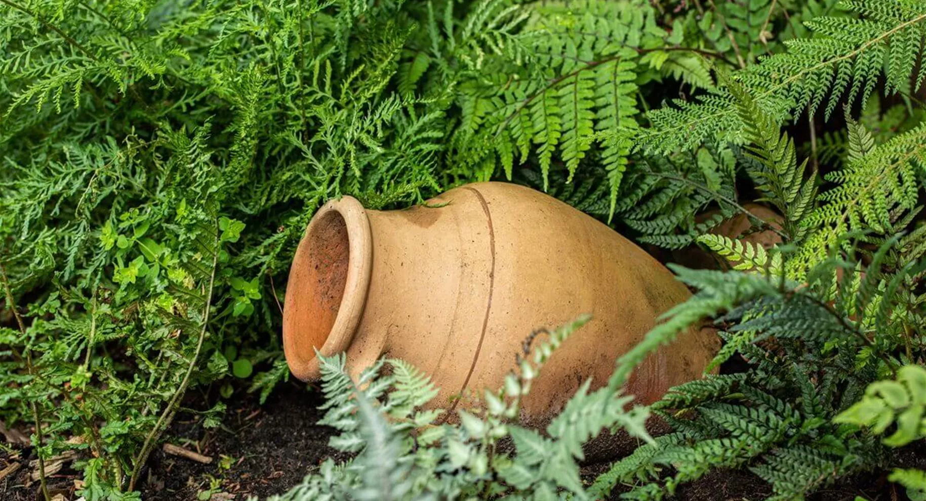 Farn im Schattengarten
