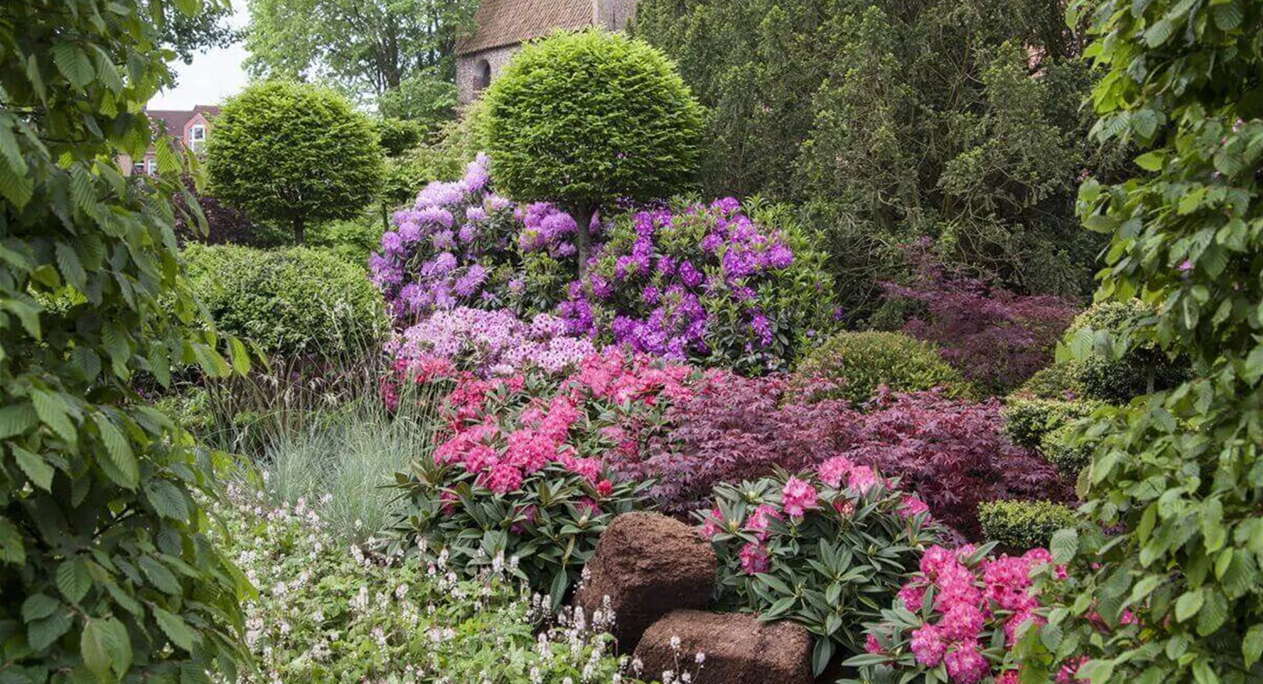 Rhododendron im Schattengarten