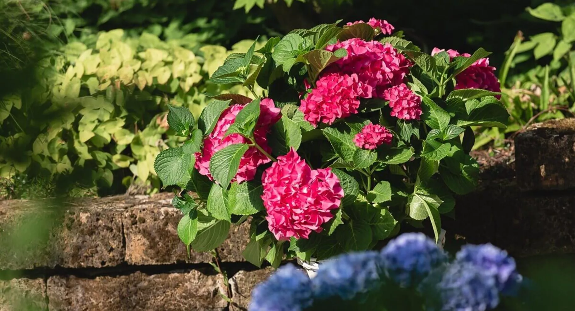 Schattiger Garten mit Hortensie