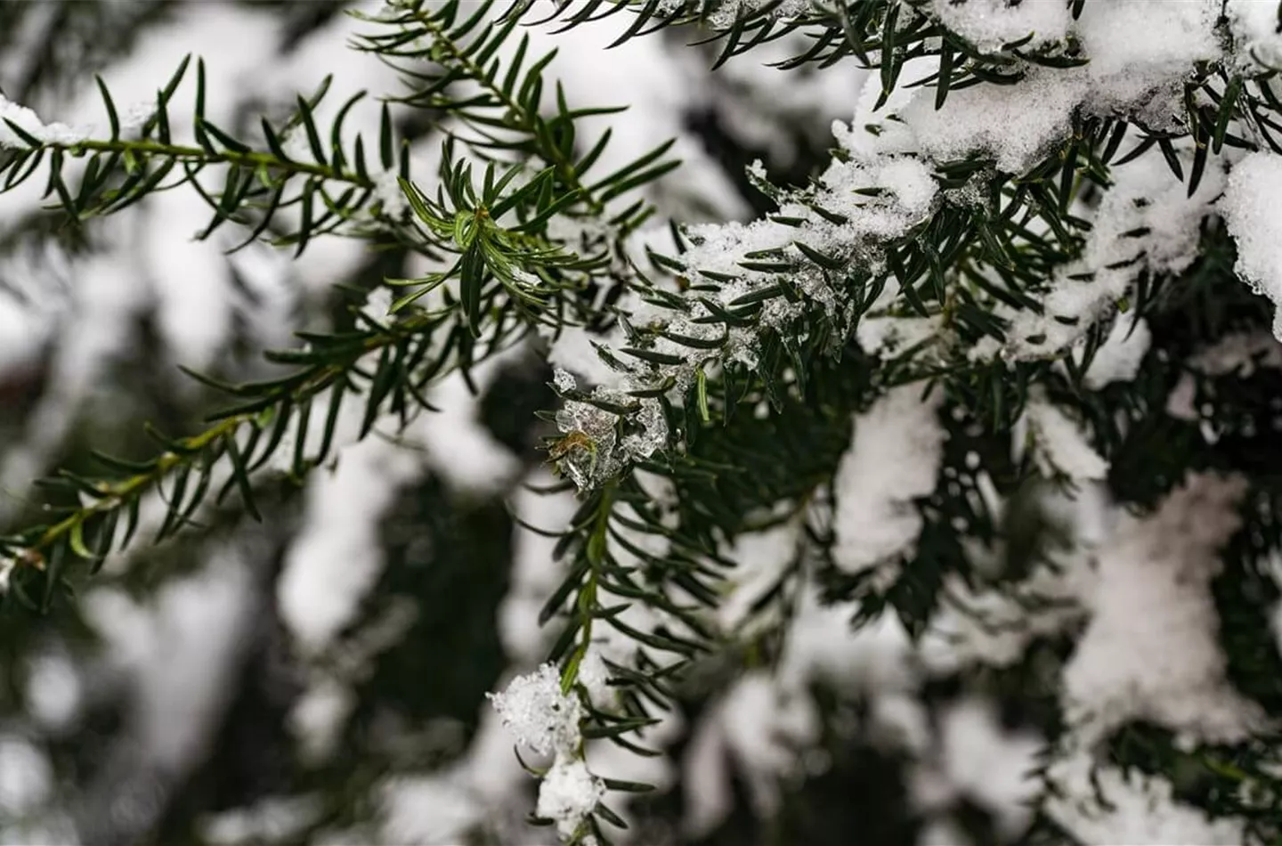 Koniferen – langlebige und robuste Schönheiten im Garten