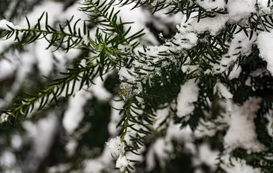 Koniferen – langlebige und robuste Schönheiten im Garten Koniferen – langlebige und robuste Schönheiten im Garten