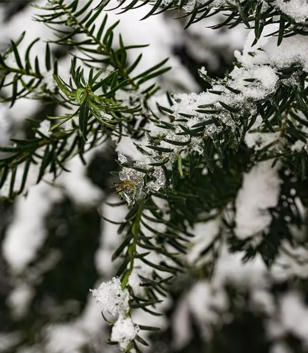 Koniferen – langlebige und robuste Schönheiten im Garten Koniferen – langlebige und robuste Schönheiten im Garten