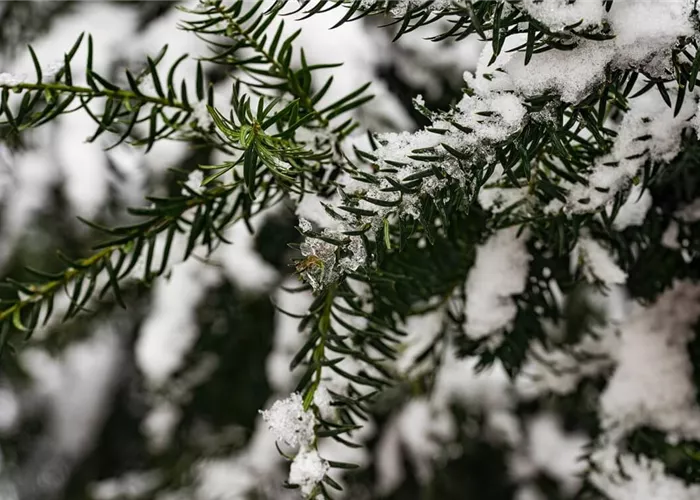 Koniferen – langlebige und robuste Schönheiten im Garten