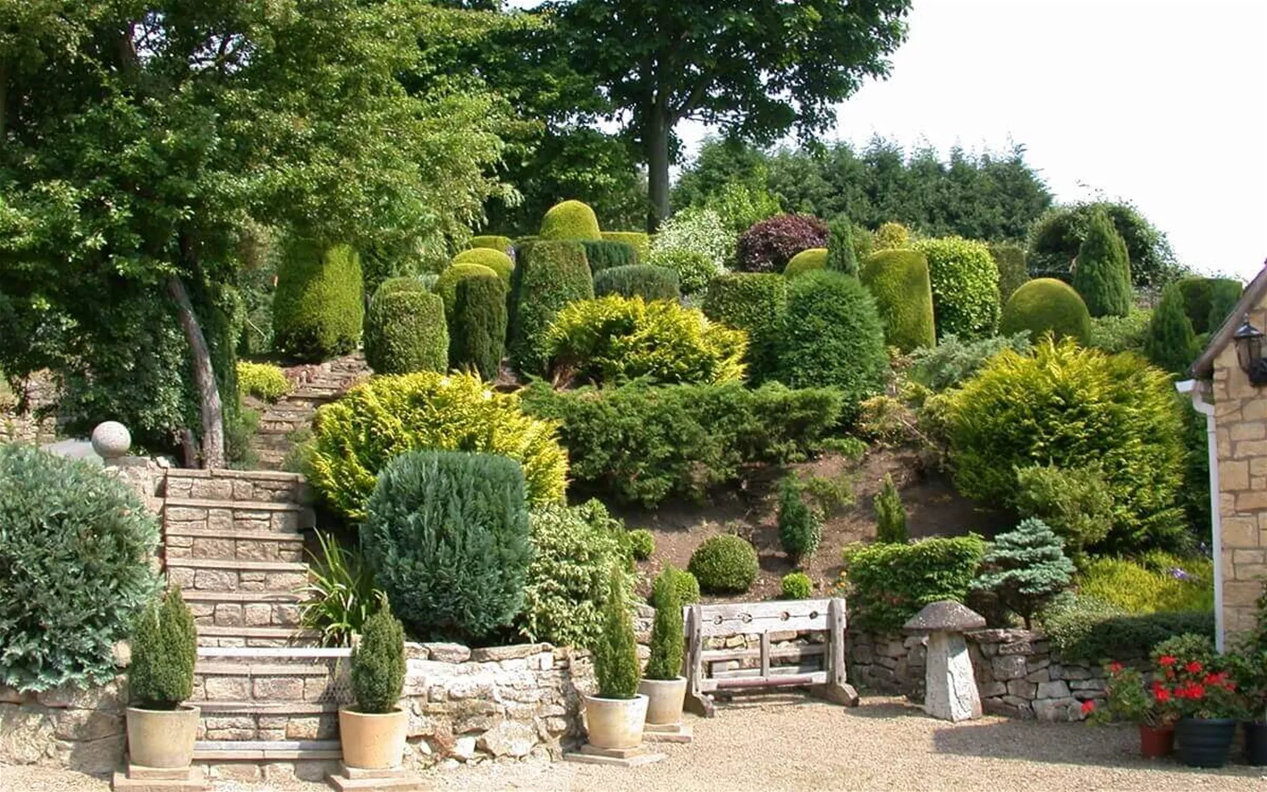Koniferen-Arten-im-Garten.jpg