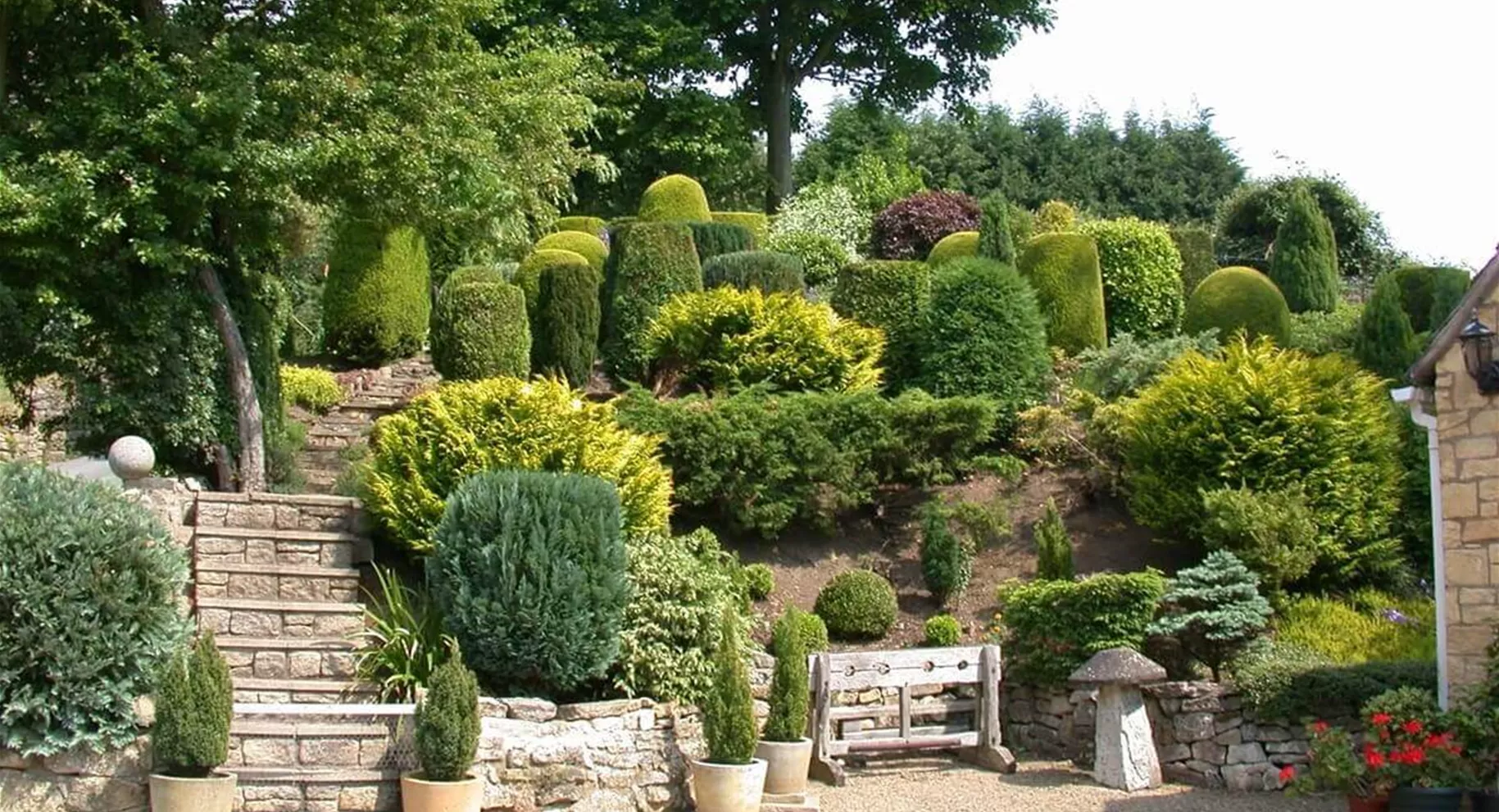 Koniferen-Arten im Garten