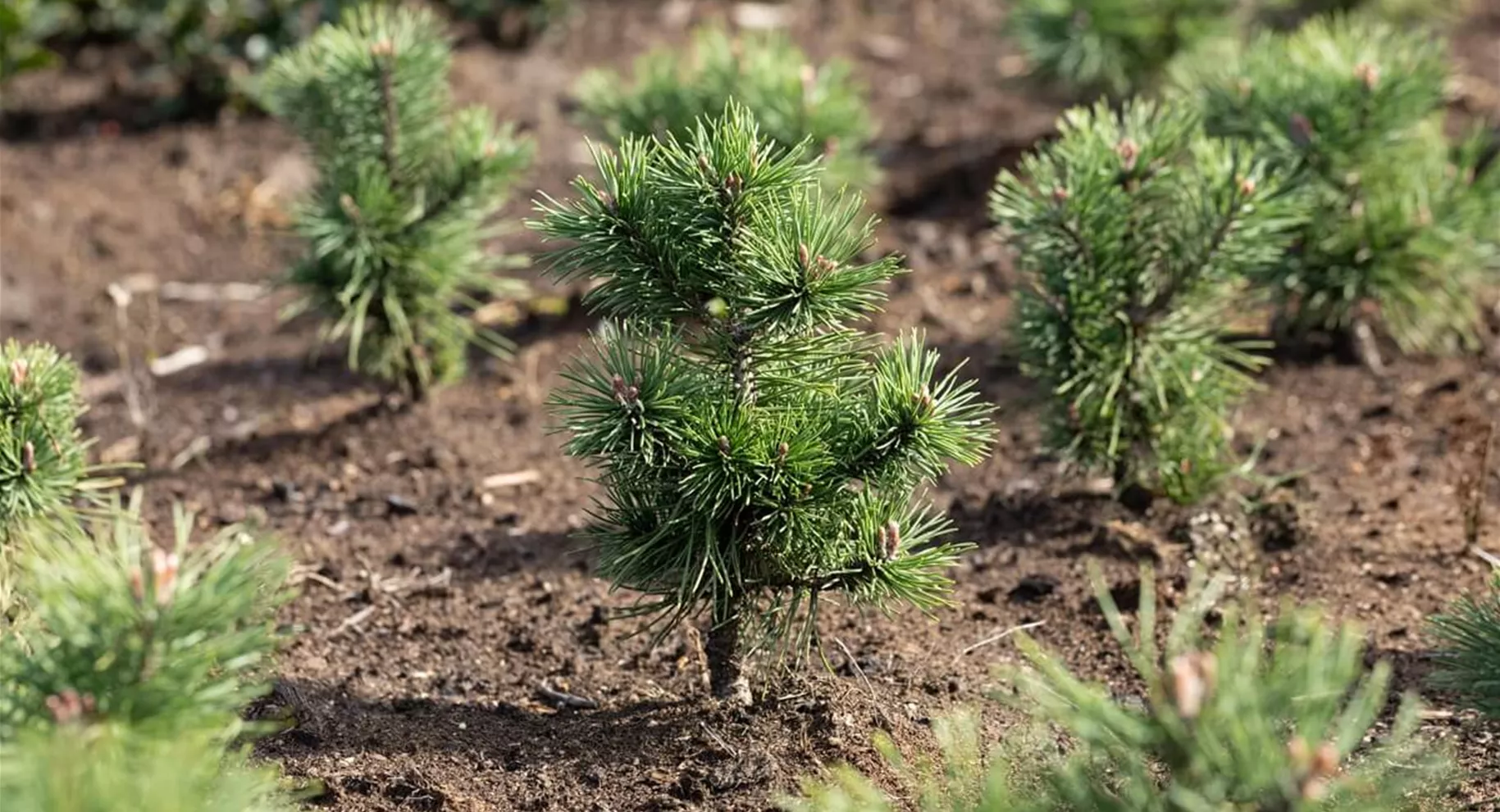 Koniferen pflanzen