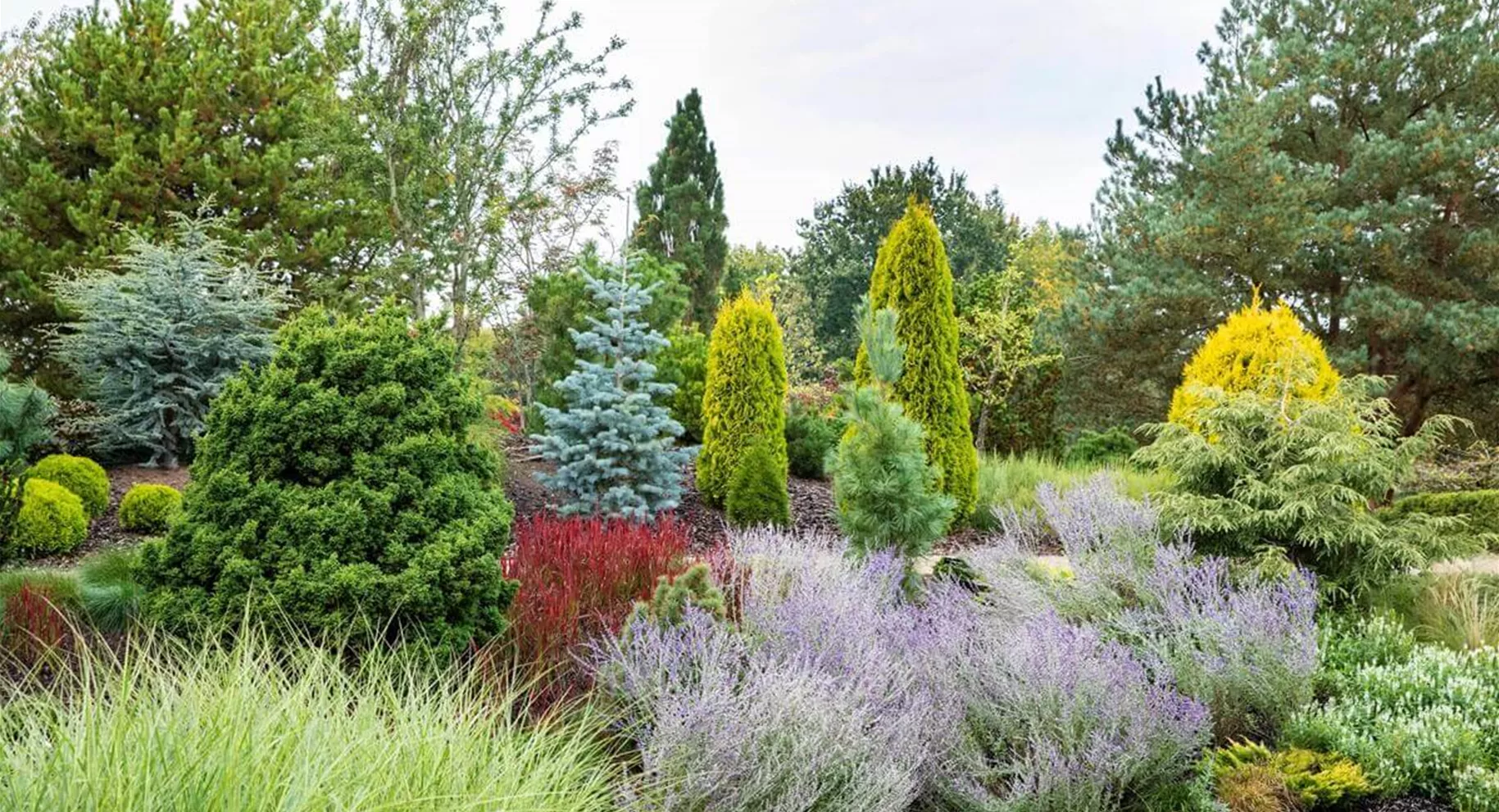 Koniferen-Arten und Standort