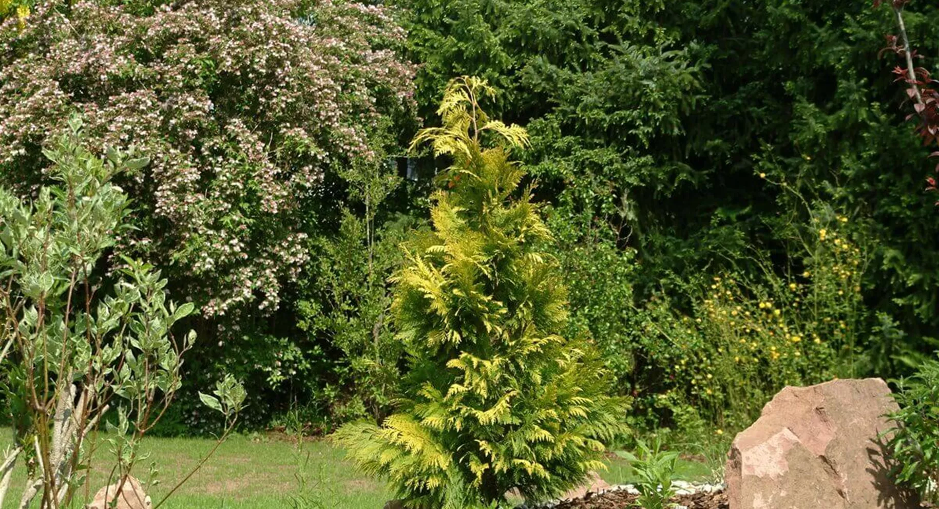 Wie hoch werden Koniferen