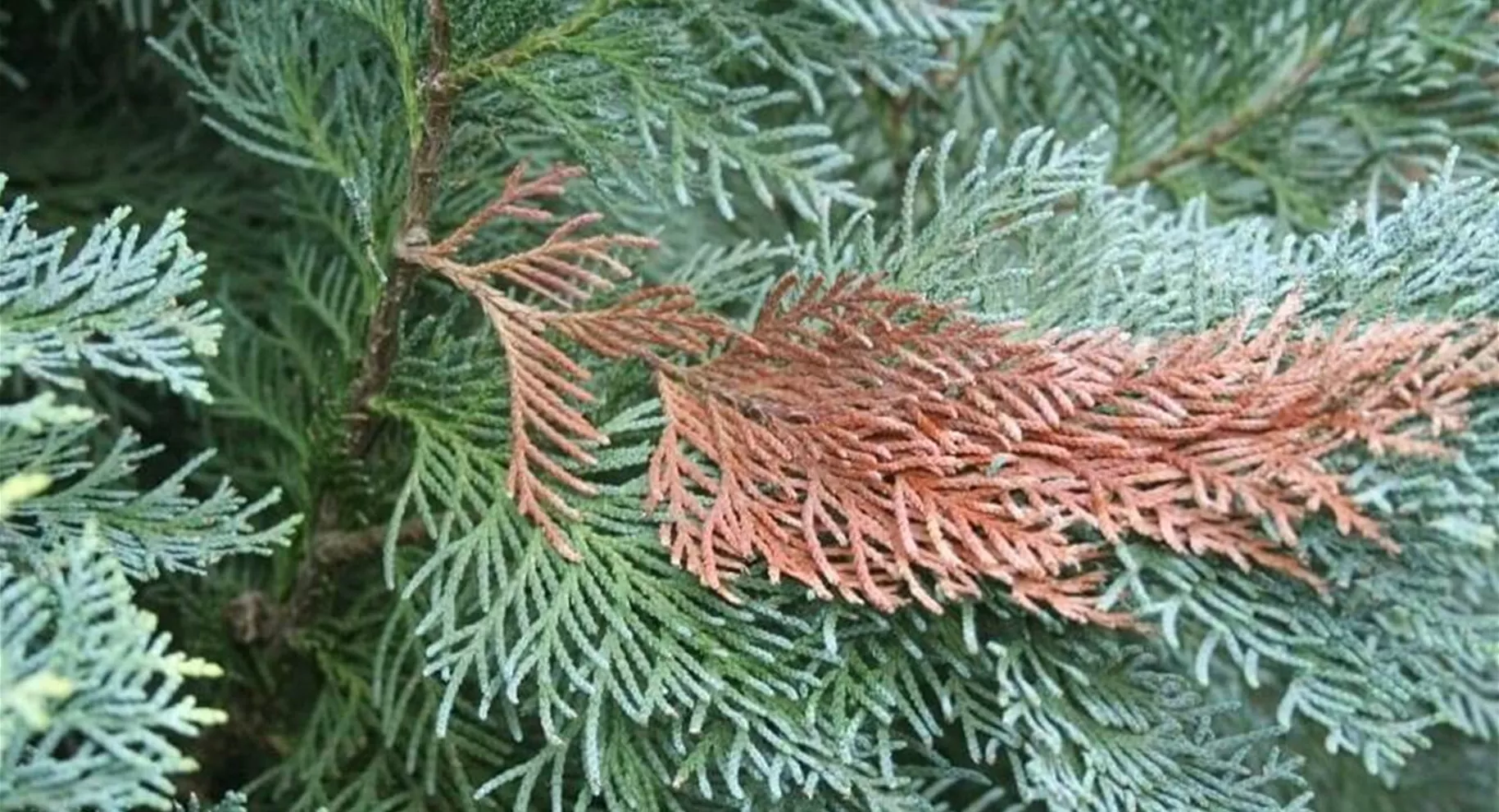 Koniferen-Krankheiten